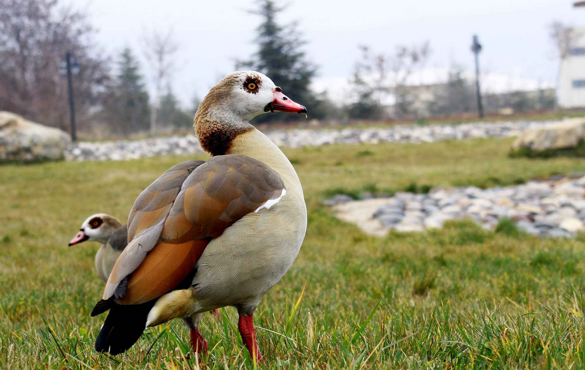 Egyptian Goose